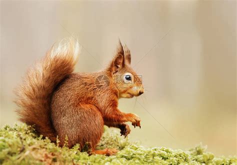 sciurushullianis