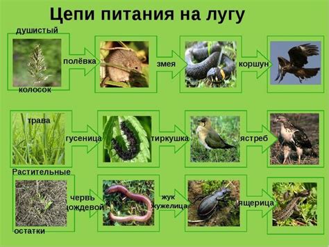 Схема Цепи Питания Тайги Окружающий Мир 4 Класс - librarycycle