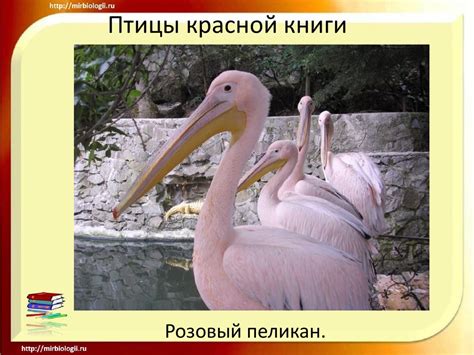 Птицы красной книги - презентация онлайн