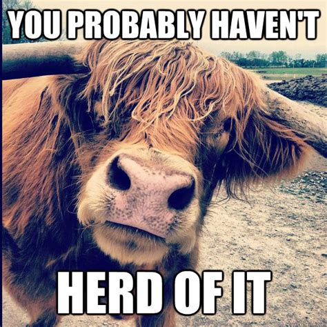Cow Meme Do You Even Lift
