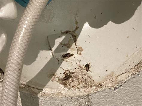 How bad (Houston Tx)?Found multiple German roaches during a move-in