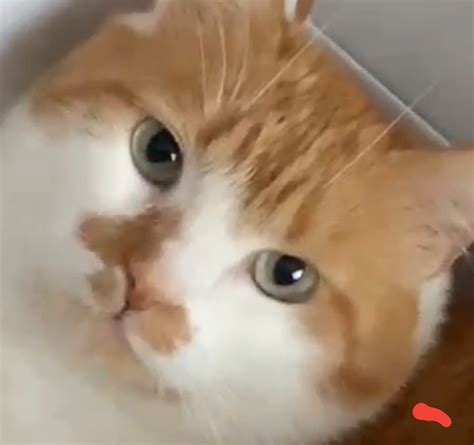 Create meme "animals cats, seals, cat" - Pictures - Meme-arsenal.com