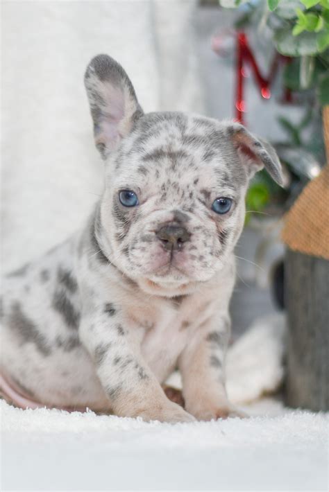 Donald - Frenchy - All Star Puppies : All Star Puppies