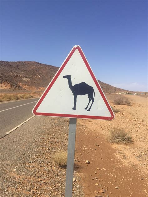 7 Days Trek Through East Morocco's Hidden Routes And Sahara Desert ...