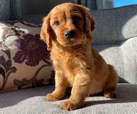 cocker spaniel mix puppy