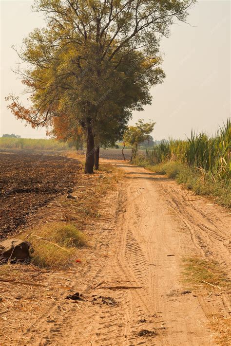 Premium Photo | Botany bay spooky dirt road creepy oak trees