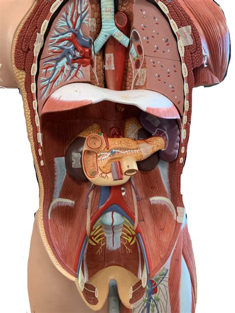 inner layer of internal body Diagram | Quizlet