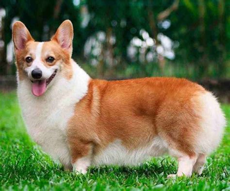 corgi gales pembroke  companero fiel kennel club argentino