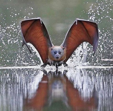 🔥 Flying Fox Bat 🔥 About 65 bat species found on tropical islands from ...