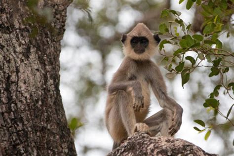 Best Langur Monkey Stock Photos, Pictures & Royalty-Free Images - iStock