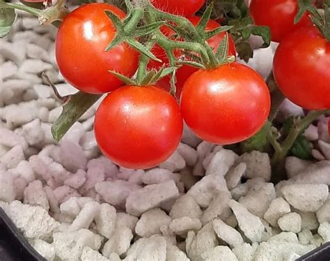 Портал о сити-фермерстве и растениеводстве - City Farmer