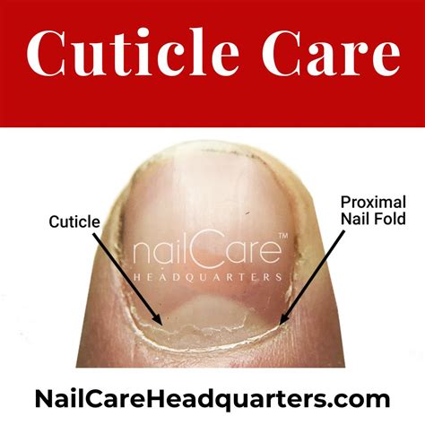 The Cuticle - Should You Clip, Push, or Scrape? NailCareHQ