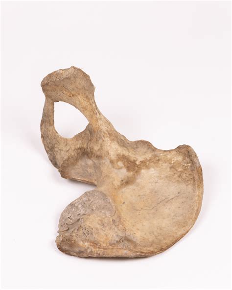 Antique Human Bone Pelvis, Natural History Specimen - On The Square