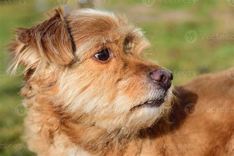 Portrait of a small brown hairy mixed breed dog looking around 11515736