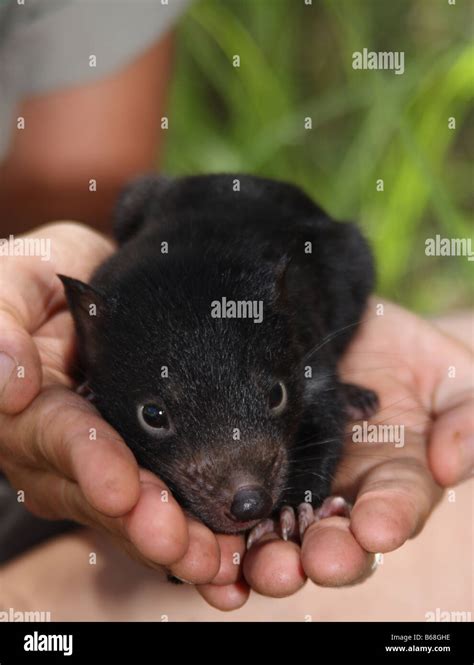 Tasmanian devil baby hi-res stock photography and images - Alamy