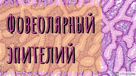 Фовеолярный эпителий | Гистология за 3 минуты - YouTube