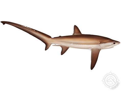 Species In Focus: Bigeye Thresher Shark - brentwooddental.com