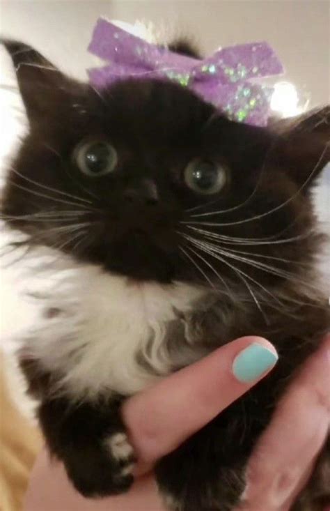 Чмоня 😱 | Милые рисунки, Кот, Котенок
