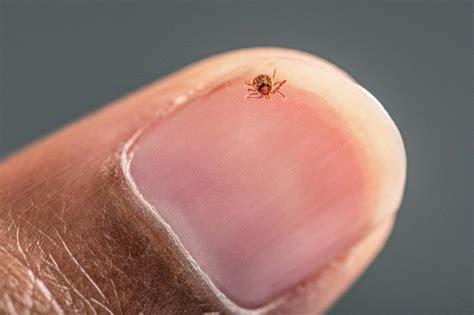 Tick Tactics: Understanding and avoiding ticks - RealAgriculture