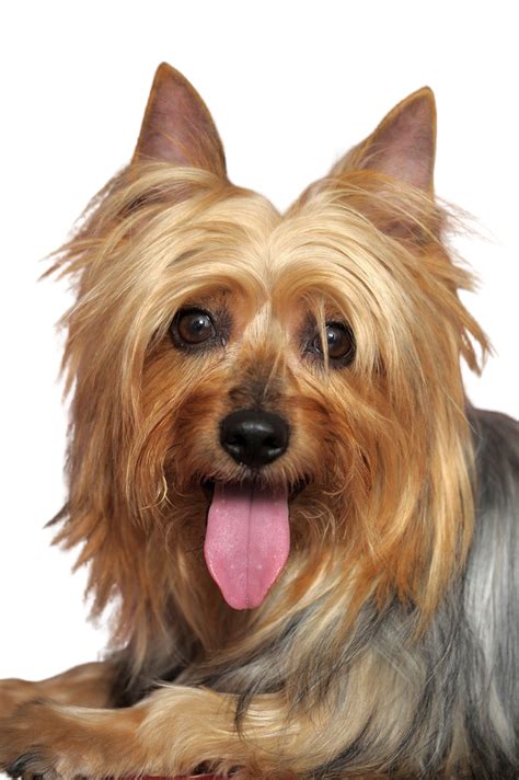 Australian Silky Terrier: Character & Ownership - Dog Breed Pictures