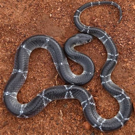 Common krait (Bungarus caeruleus)