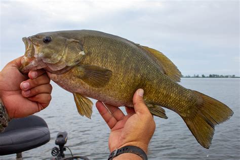 smallmouth bass fishing info onwater fish habitat waters catch