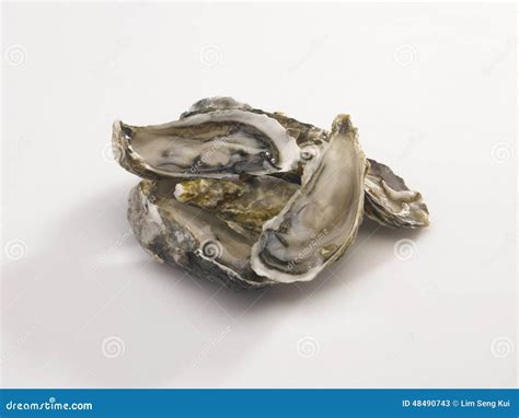 Ostrica immagine stock. Immagine di coperture, alimento - 48490743