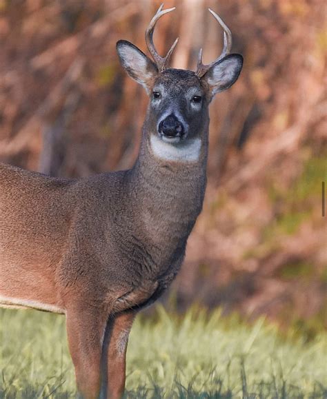 Drivers be alert, deer breeding season is here - Lake Erie Nature ...