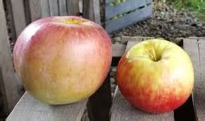 Wolf River Apple Tree – Nutcracker Nursery & Tree Farm