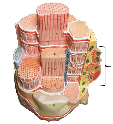 Muscle tissue Diagram | Quizlet