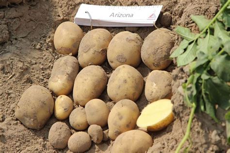 Насіннєва картопля Арізона, Голландія купити - Компанія ФОРСАГРО