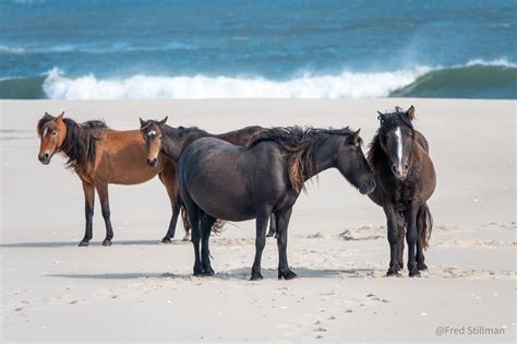 Sable Island National Park Reserve | Sable Island | Wild Horses | Parks 