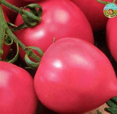 САМЫЕ НЕПРИХОТЛИВЫЕ СОРТА ТОМАТОВ Сохраните, чтобы не потерять! Выбирая ...