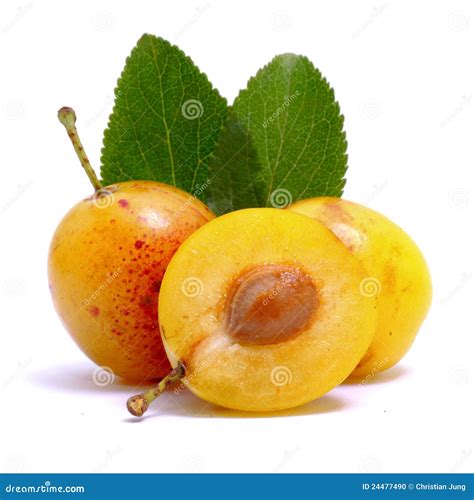 Fresh Mirabelle Stock Photo - Image: 24477490