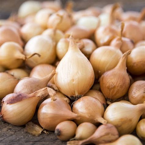 amazoncom onion bulb sets yellow onion sets  count onion bulb