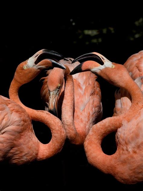 Flamingos In The Wild