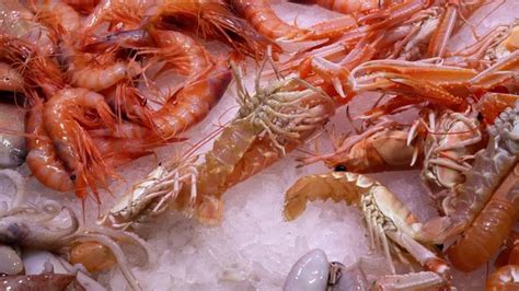 "Live Shrimp" Images – Browse 157 Stock Photos, Vectors, and Video ...