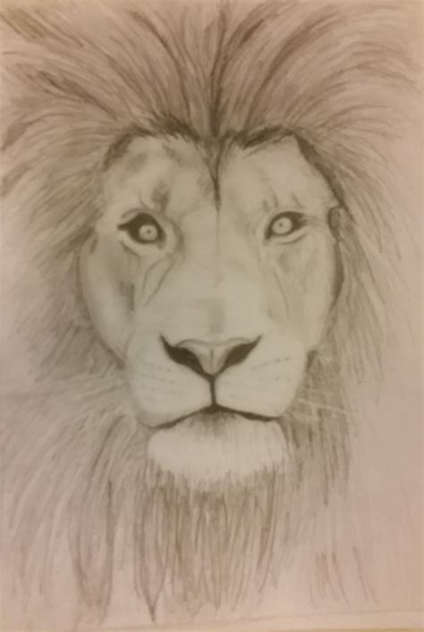 how to draw face of lion 5