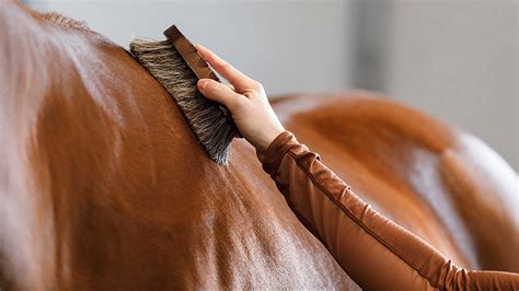 Horse Grooming Tips for Beginners - Exmark's Backyard Life