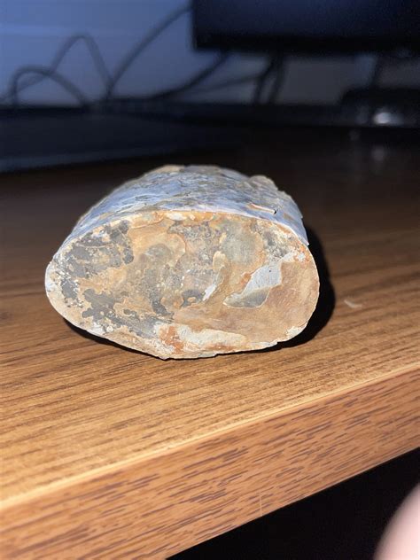 ? Fossil from Northern Montana - Fossil ID - The Fossil Forum