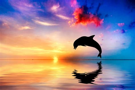 #538658 dolphin, ocean, jump, fish, sunset, hd, 4k, 5k | Mocah HD Wallpapers