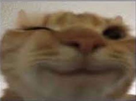 Happy Stare Cat Blank Template - Imgflip