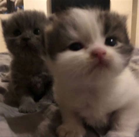 Пин на доске ꒰ cats ꒱ | Глупые кошки, Очаровательные котята, Котята