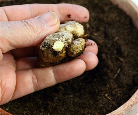 how to grow ginger root 2
