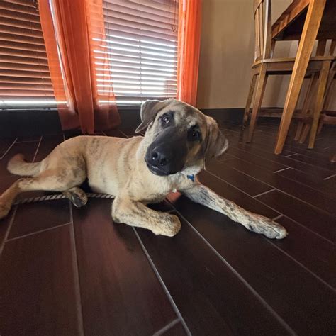 Dog for adoption - TEXAS, GAINESVILLE; **FOSTER OR ADOPT** "AUTUMN", an