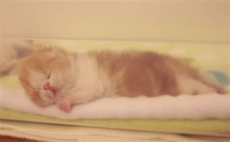 kitten sleeping peacefully