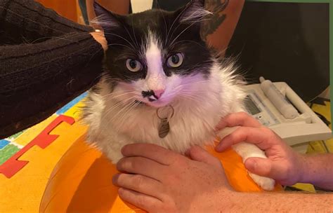 Gato Mancando O Que Pode Ser - Gato mancando? O que pode ser?