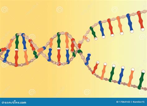 Separated DNA strands stock vector. Illustration of molecular - 17064143