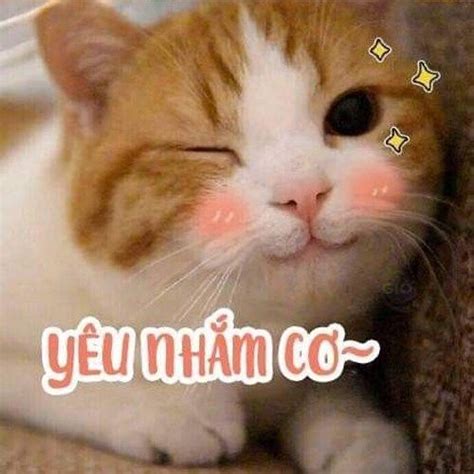 Chi tiết với hơn 91 về hình mèo meme mới nhất - coedo.com.vn