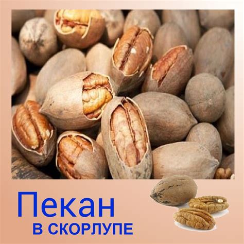 Все Виды Орехов Фото И Название — Картинки фотографии